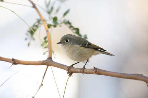Ruby-crowned Kinglet photographed in Texas