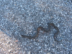 Liodytes rigida sinicola