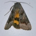 The Old Maid Underwing - Photo (c) J Mihuc, some rights reserved (CC BY), uploaded by J Mihuc