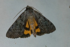 Catocala sordida