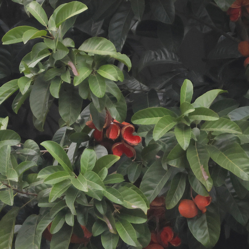 Sterculia parviflora, photograph 4