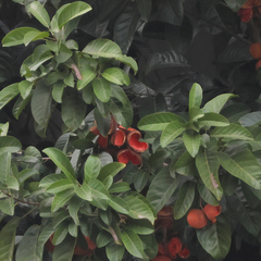 Sterculia parviflora, photograph (c) Huey, some rights reserved (CC BY)
