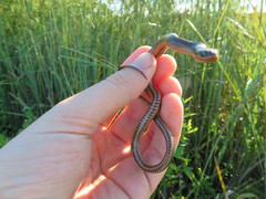 Liodytes rigida sinicola