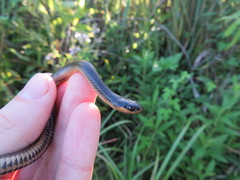 Liodytes rigida sinicola