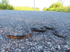 Liodytes rigida sinicola