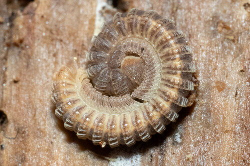 Striaria granulosa