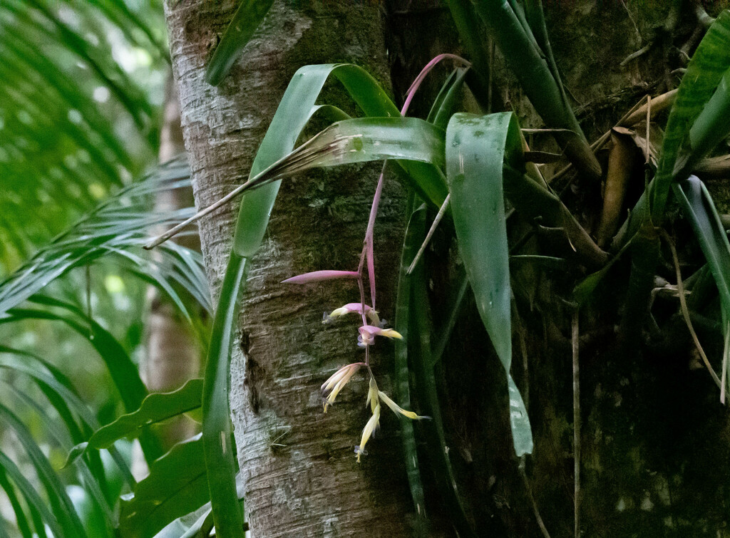 Billbergia seidelii