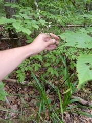 Stenanthium gramineum