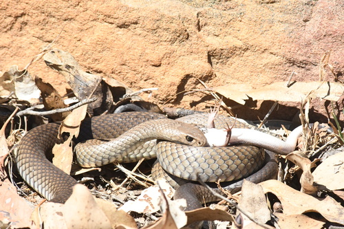 Eastern Brown Snake sighting