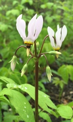 Primula meadia