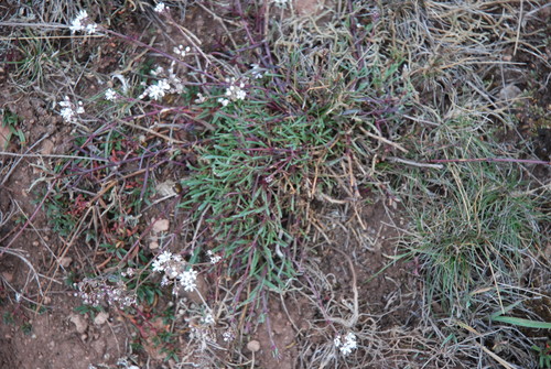 Image of Gypsophila fastigiata by no rights reserved