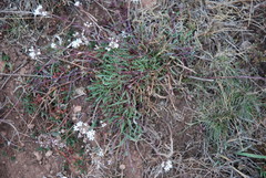 Gypsophila fastigiata