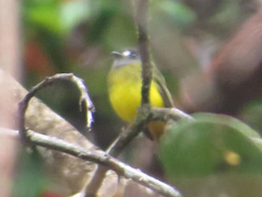Myiotriccus ornatus