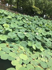 Nelumbo nucifera