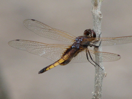 Hyacinth Glider photo 4