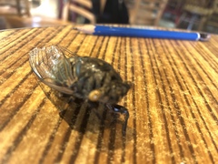 Cryptotympana atrata