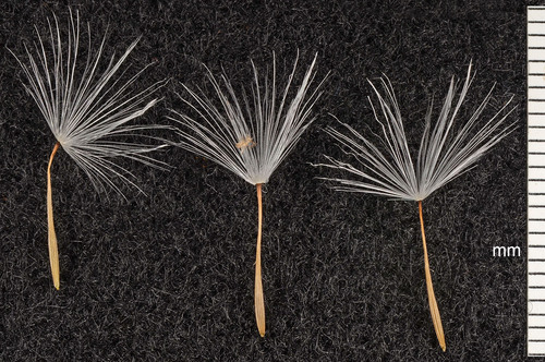 tall agoseris (Agoseris elata)