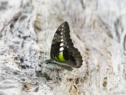 Graphium wallacei