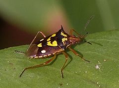 Oebalus poecilus