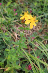 Hypericum attenuatum