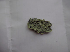 Crespoa crozalsiana