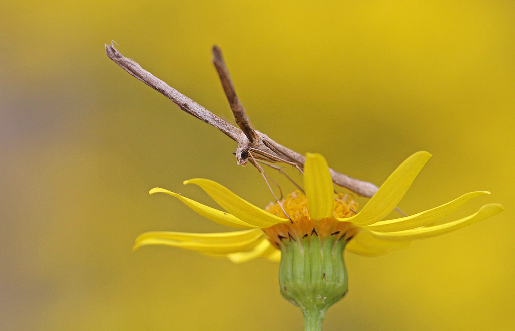 Cleftless-winged Plume Moths