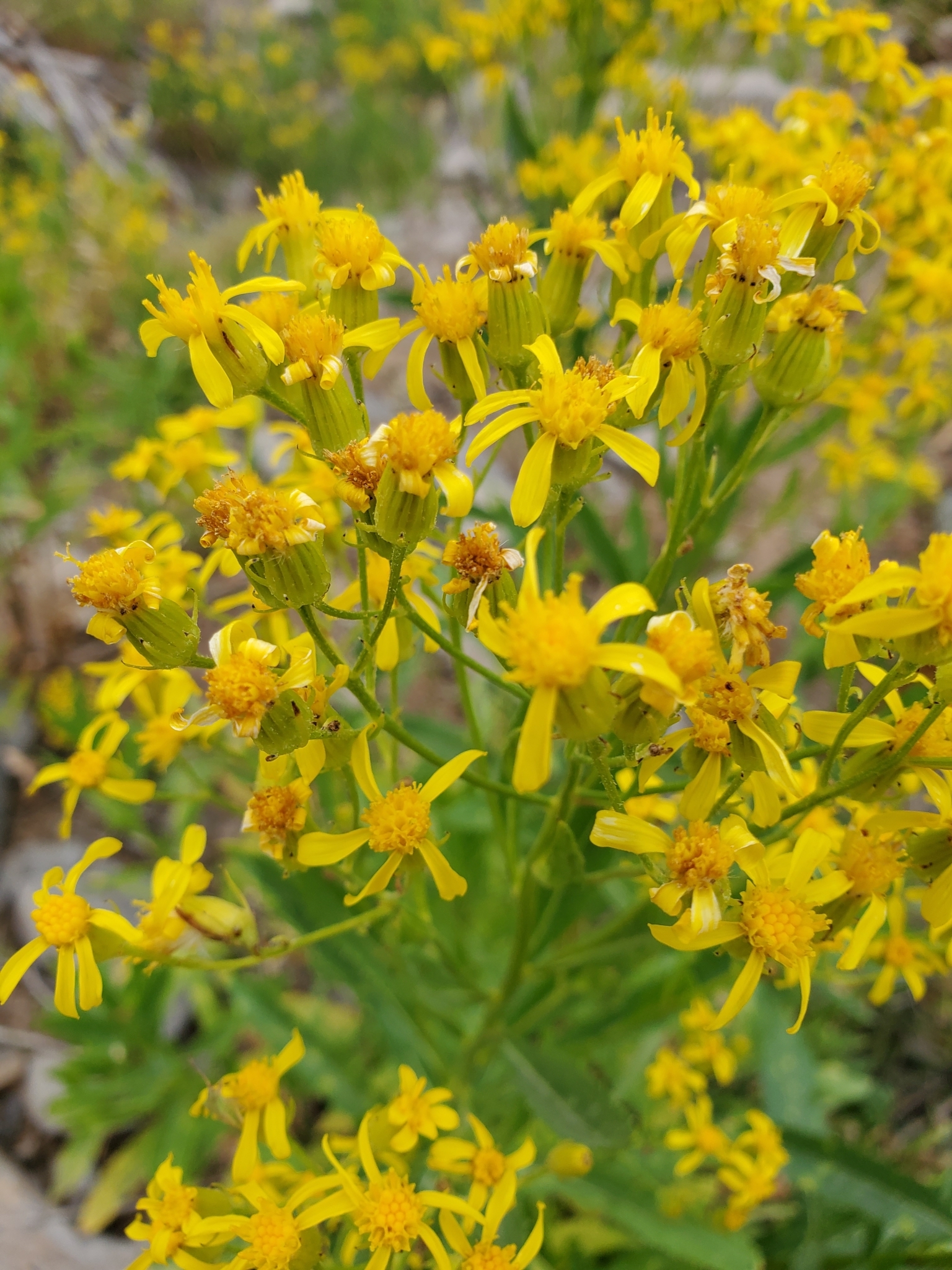 Senecio serra var. serra