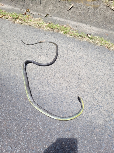 Common Tree Snake sighting