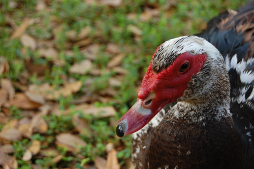 Domestic Muscovy Duck