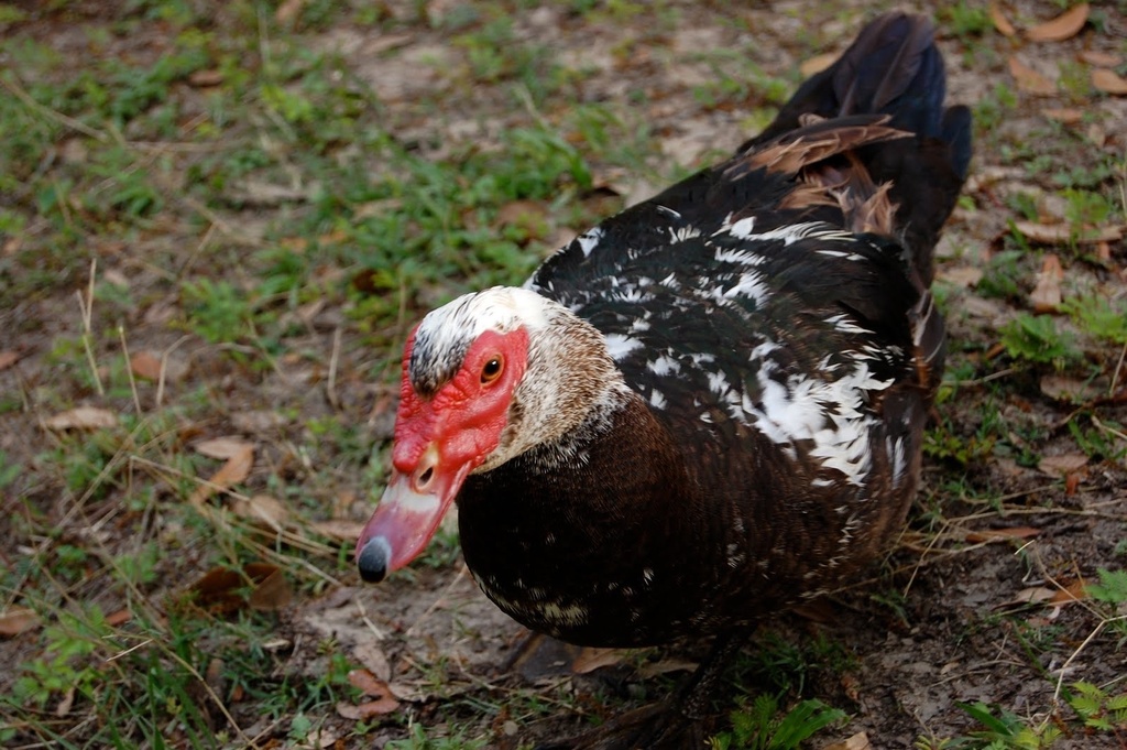 Domestic Muscovy Duck