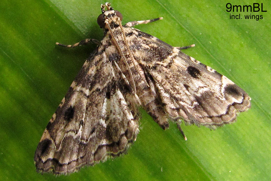 Sufetula choreutalis