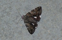 Catocala nagioides