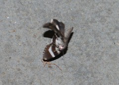 Catocala nagioides
