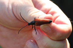 Stenelytrana emarginata