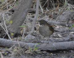 Turdus assimilis