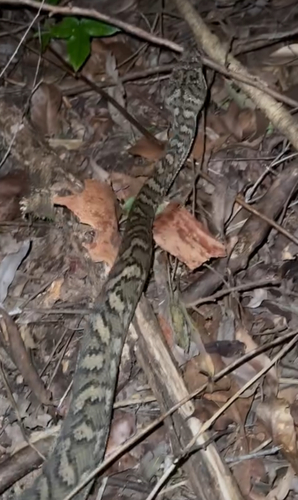 Coastal Carpet Python sighting