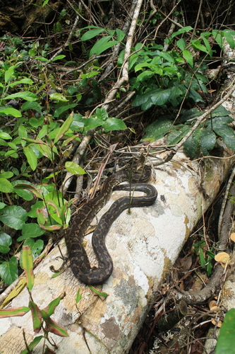 Coastal Carpet Python sighting