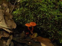 Lactarius fragilis