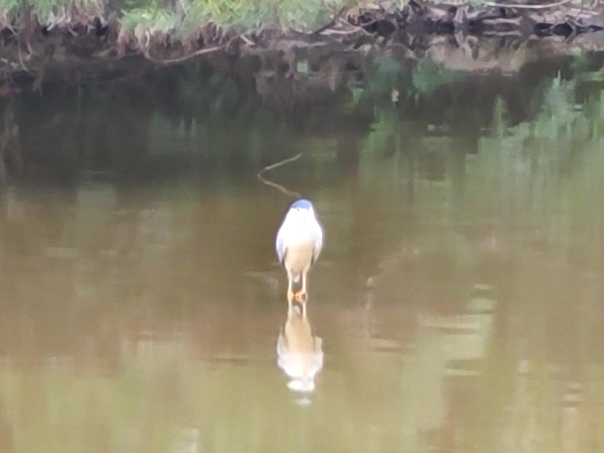 Black-crowned Night Heron