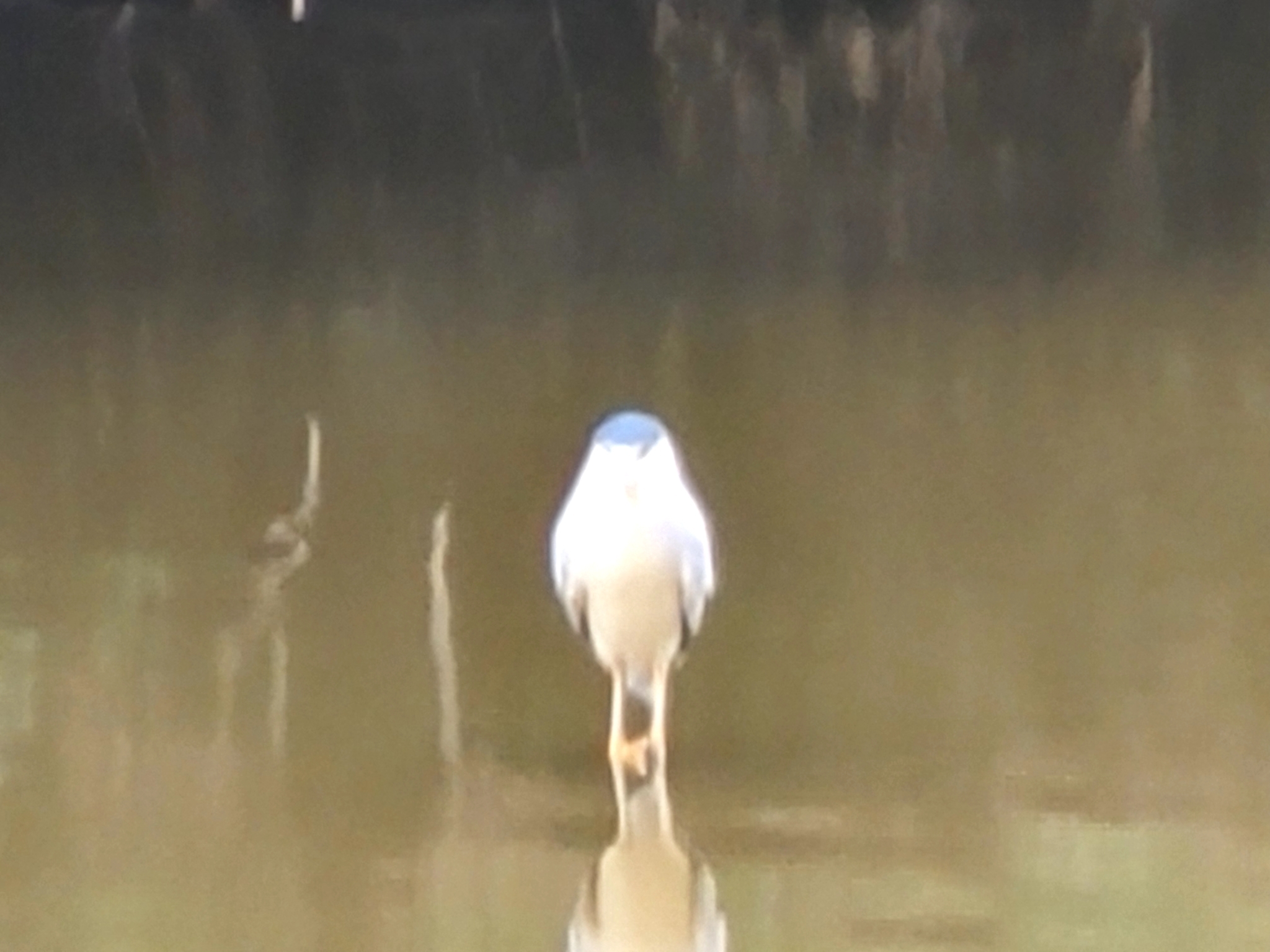 Black-crowned Night Heron