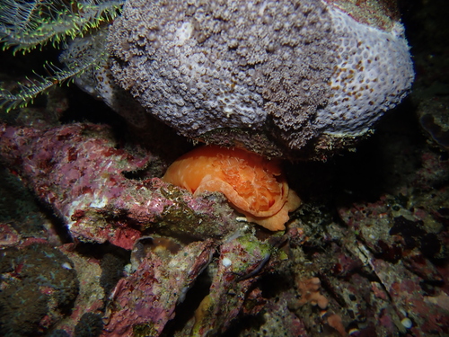 Spanish Dancer — seen at this dive site