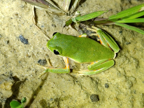 Northern Orange-legged Leaf Frog