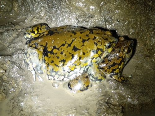 Muller's Termite Frog