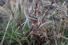 Gypsophila fastigiata