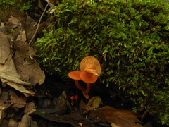 Lactarius fragilis