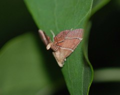 Stemmatophora albifimbrialis