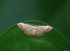 Idaea impexa