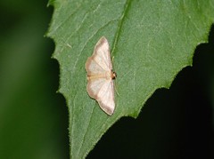 Idaea impexa