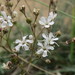 Gypsophila fastigiata - Photo (c) anro, μερικά δικαιώματα διατηρούνται (CC BY-SA)