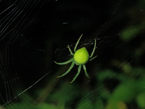 Araneus cuiaba